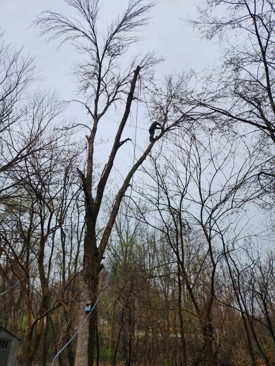 Work by Traverse Tree Service, photo 3