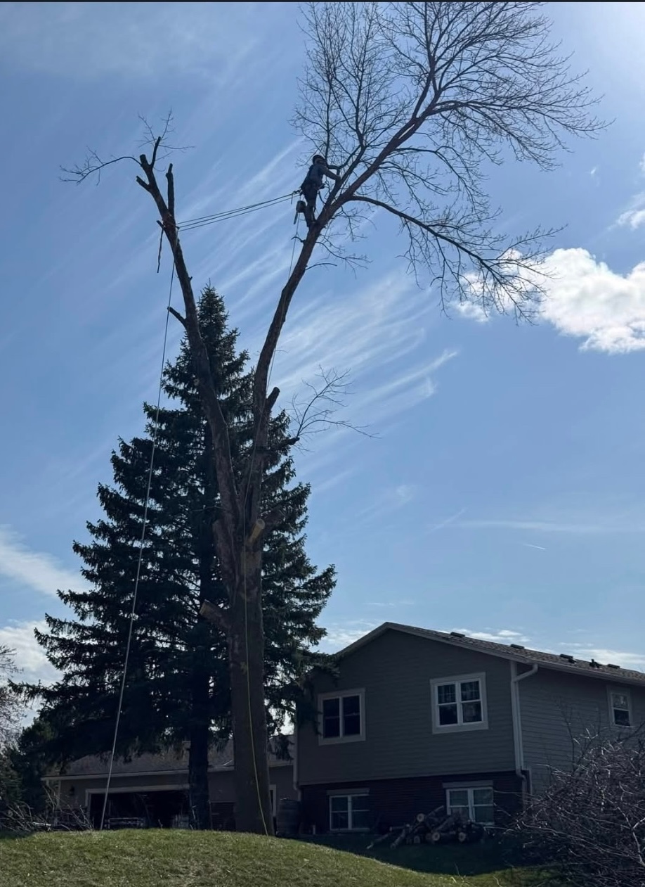 Work by Traverse Tree Service, photo 2