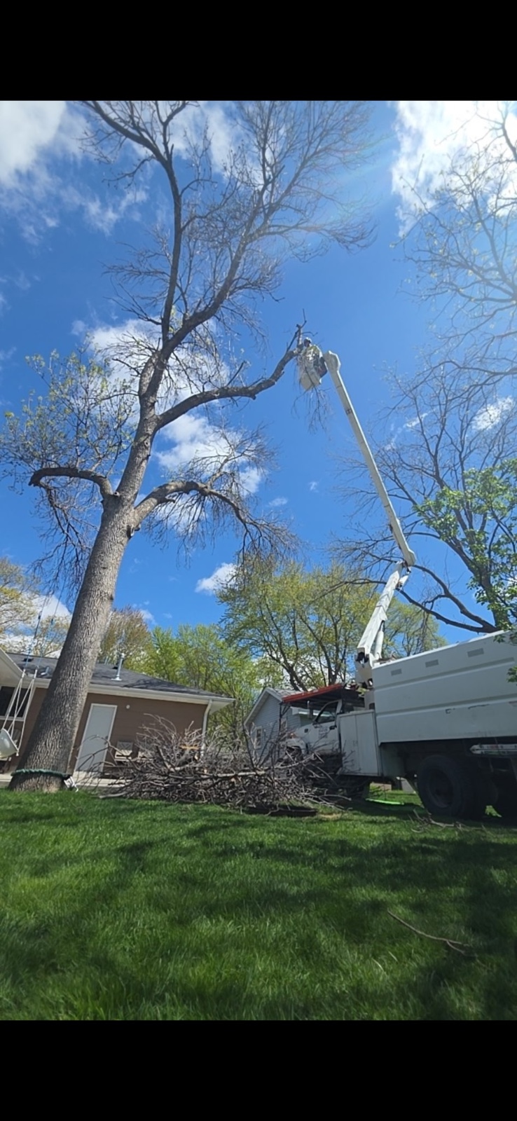 Work by Traverse Tree Service, photo 1